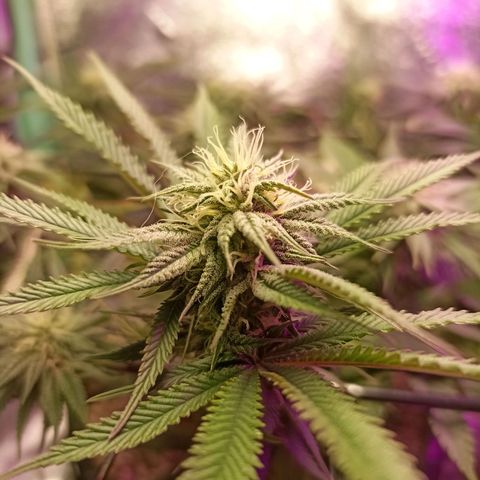 Cherry Noir 4 growlog photo: 1mes de flora. Flowermind + Yes we grow 