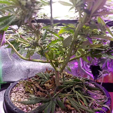 Cherry Noir 4 growlog photo: 1mes de flora. Flowermind + Yes we grow 