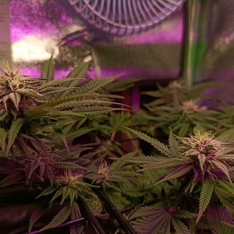 Cherry Noir 4 growlog photo: 1mes de flora. Flowermind + Yes we grow 