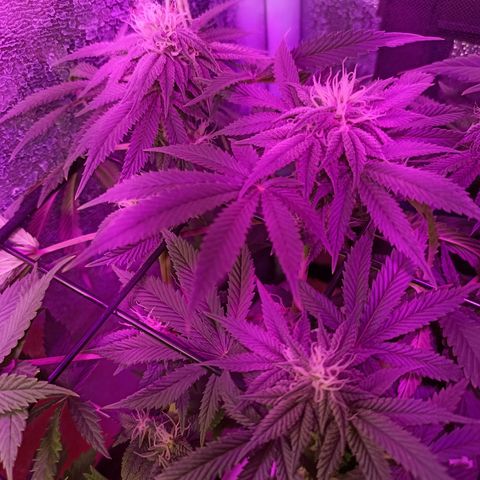 Cherry Noir 3 growlog photo: 1mes de flora - solo Gynetcs. Só água.