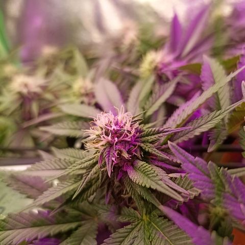 Cherry Noir 1 growlog photo: 1mes de flora - só água. Solo Gynetcs
