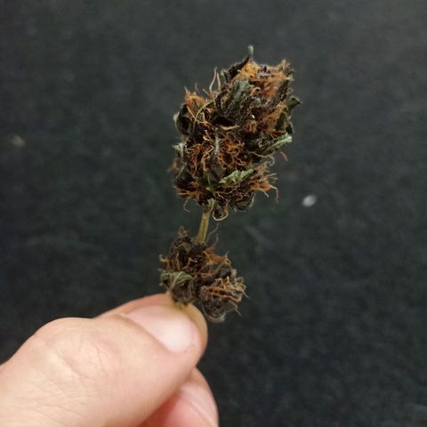 Crystal Candy 1 growlog timeline photo