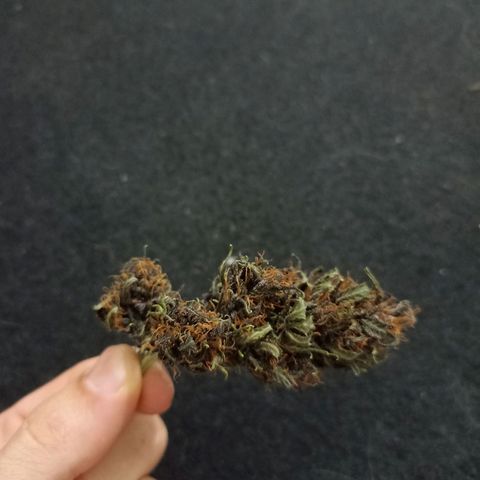 Crystal Candy 1 growlog timeline photo