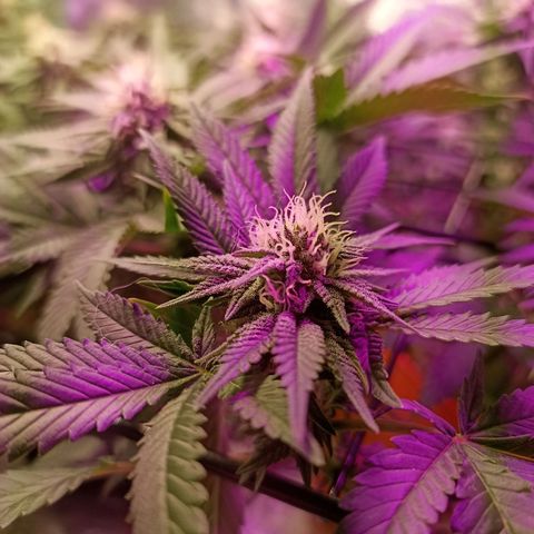 Cherry Noir 1 growlog photo: 1mes de flora - só água. Solo Gynetcs
