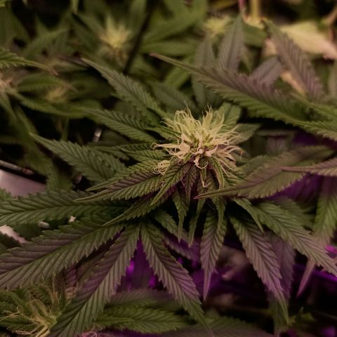 Cherry Noir 3 growlog photo: 1mes de flora - solo Gynetcs. Só água.