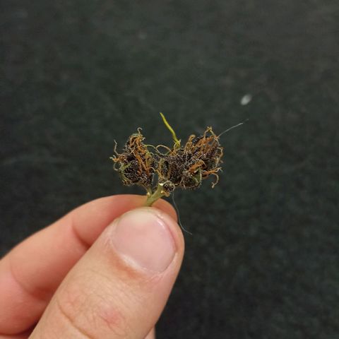 Crystal Candy 1 growlog timeline photo