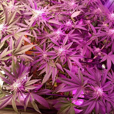 Cherry Noir 1 growlog photo: 1mes de flora - só água. Solo Gynetcs
