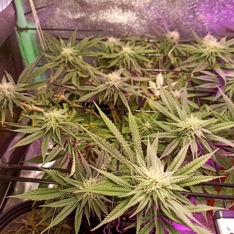 Cherry Noir 4 growlog photo: 1mes de flora. Flowermind + Yes we grow 