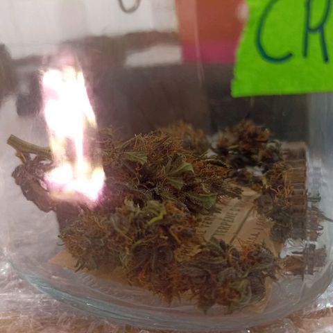 Crystal Candy 1 growlog timeline photo