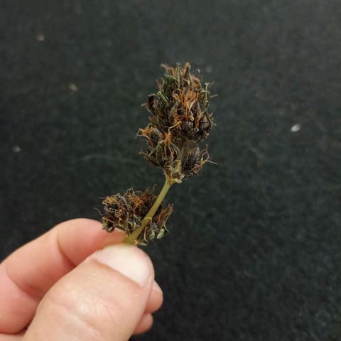 Crystal Candy 1 growlog timeline photo