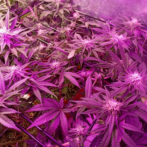 Cherry Noir 3 growlog photo: 1mes de flora - solo Gynetcs. Só água.