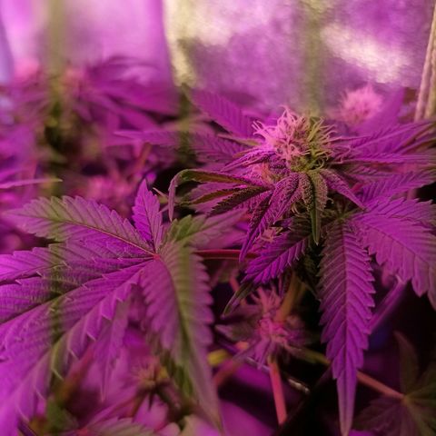 Cherry Noir 1 growlog photo: 1mes de flora - só água. Solo Gynetcs
