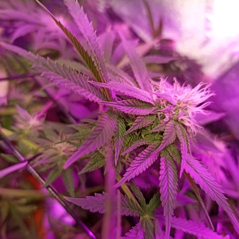 Cherry Noir 3 growlog photo: 1mes de flora - solo Gynetcs. Só água.