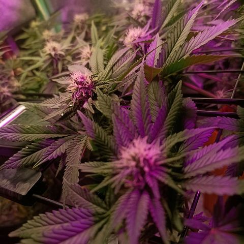 Cherry Noir 1 growlog photo: 1mes de flora - só água. Solo Gynetcs

