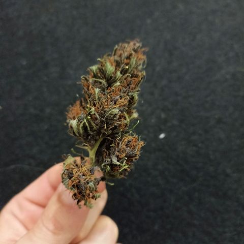 Crystal Candy 1 growlog timeline photo