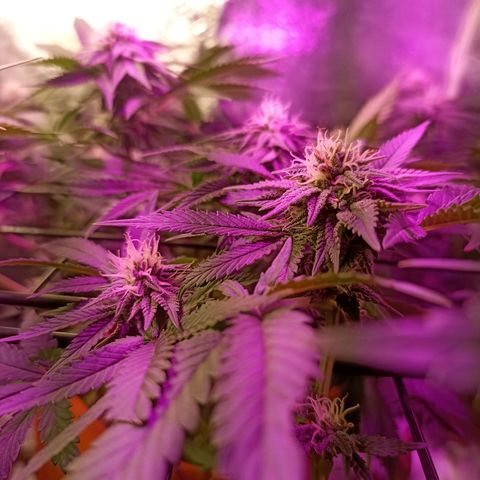 Cherry Noir 1 growlog photo: 1mes de flora - só água. Solo Gynetcs
