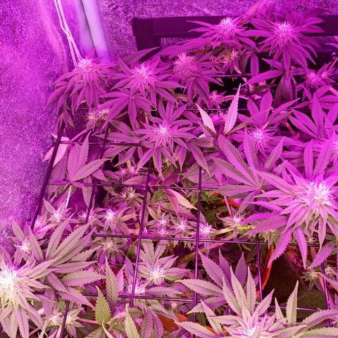 Cherry Noir 3 growlog photo: 1mes de flora - solo Gynetcs. Só água.
