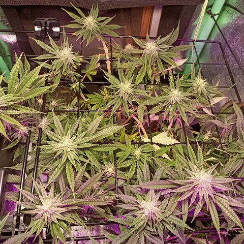 Cherry Noir 4 growlog photo: 1mes de flora. Flowermind + Yes we grow 