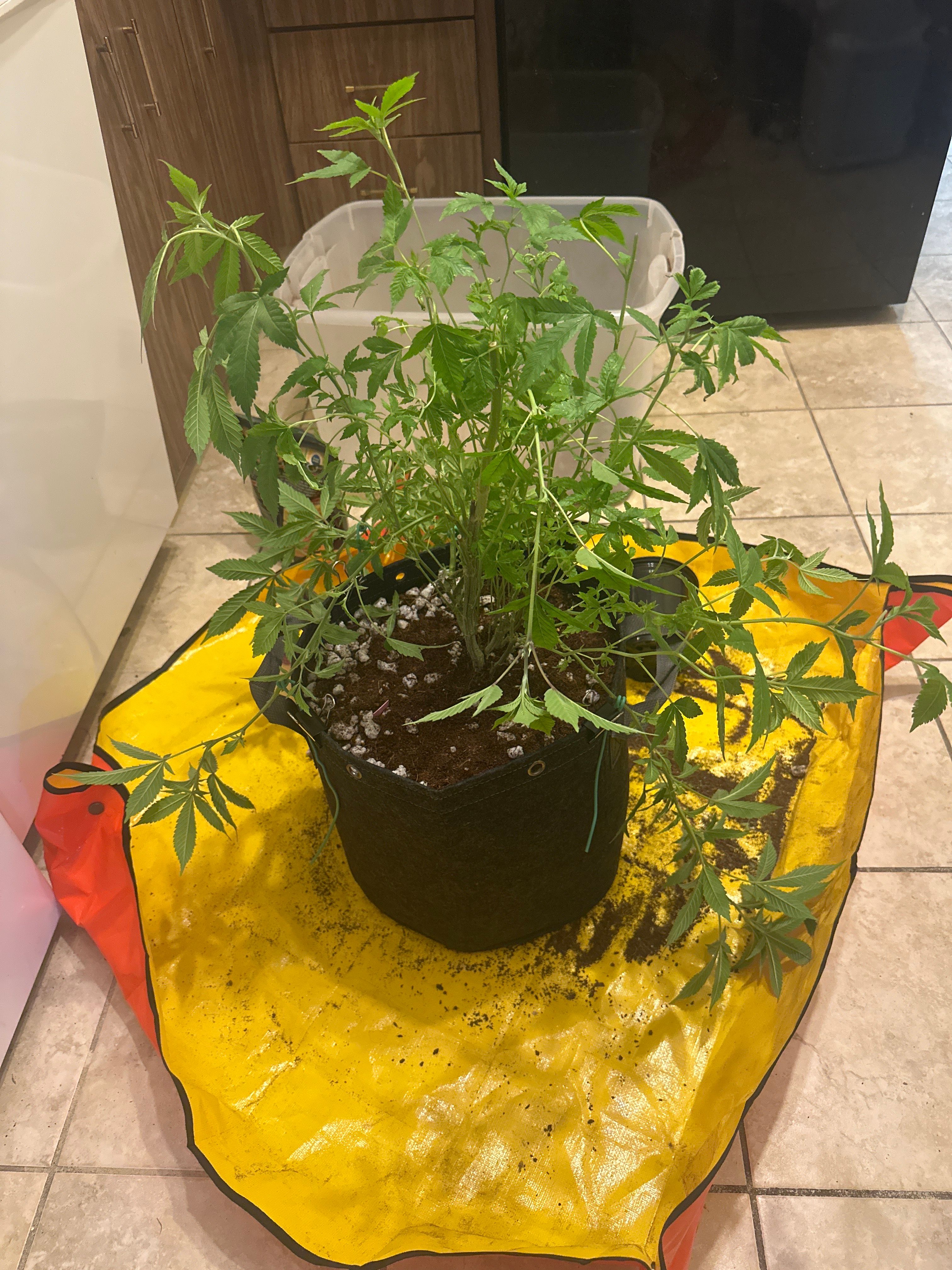 LW2 growlog header