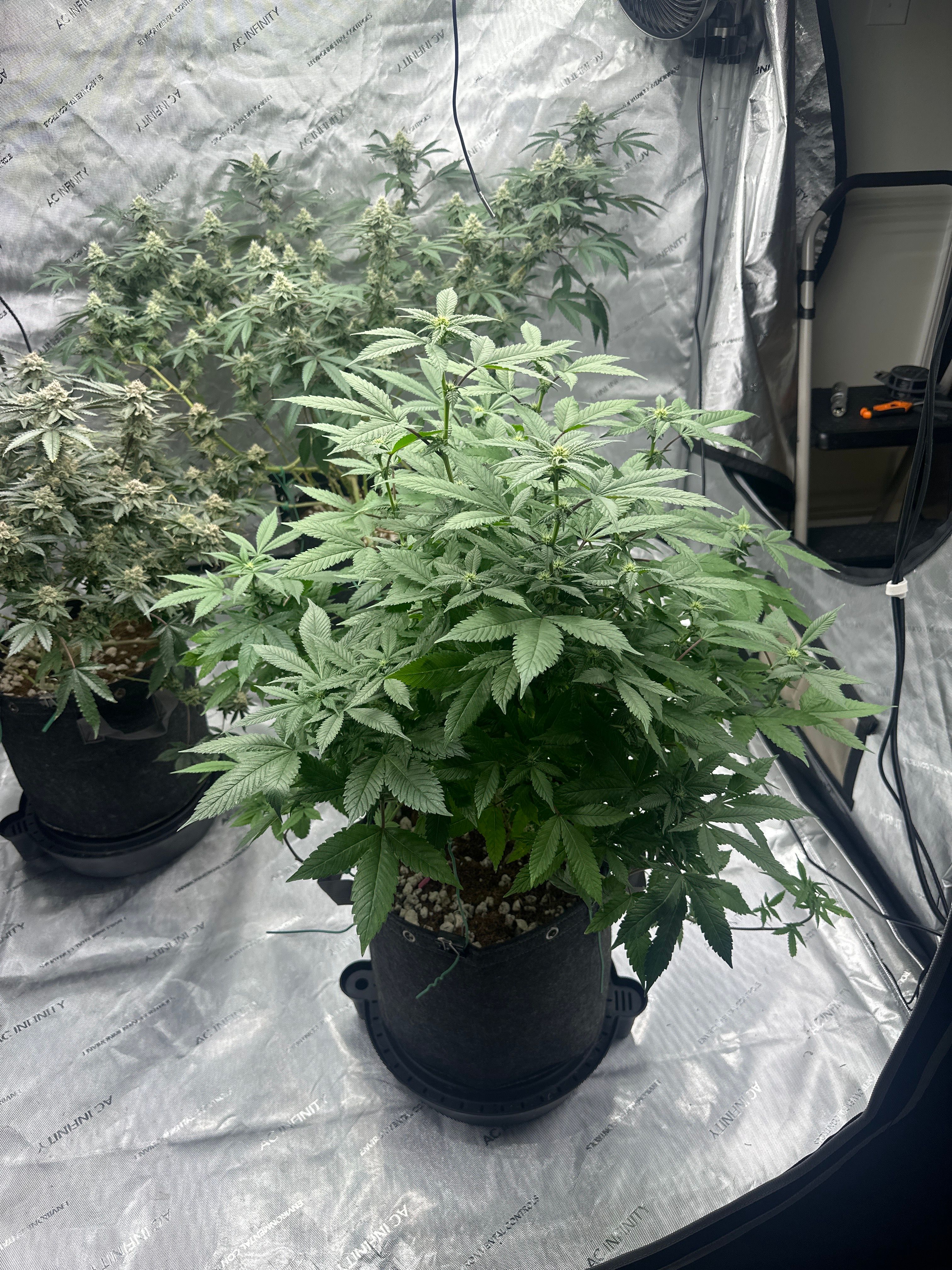 LW2 growlog photo 11