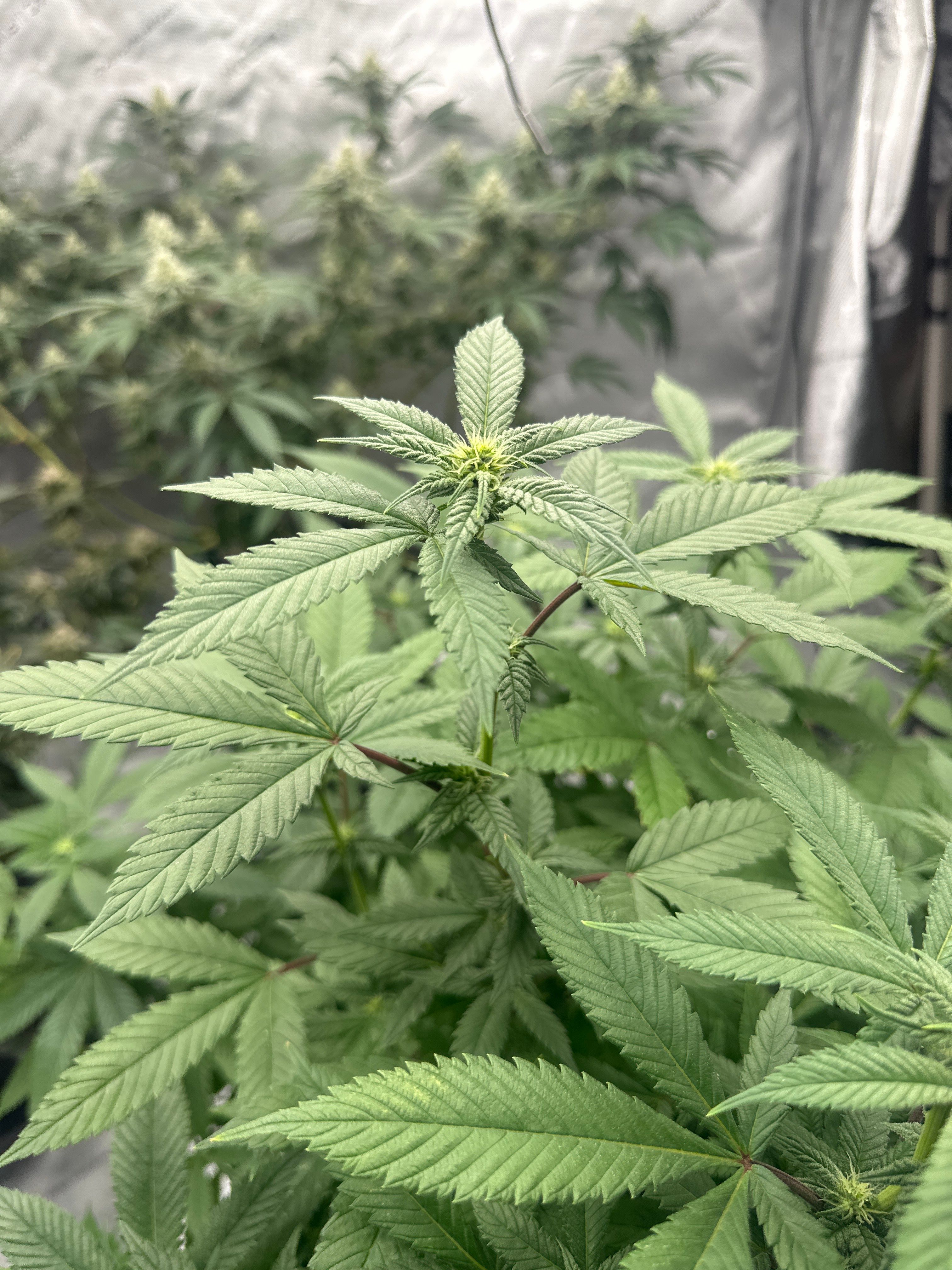 LW2 growlog photo 10