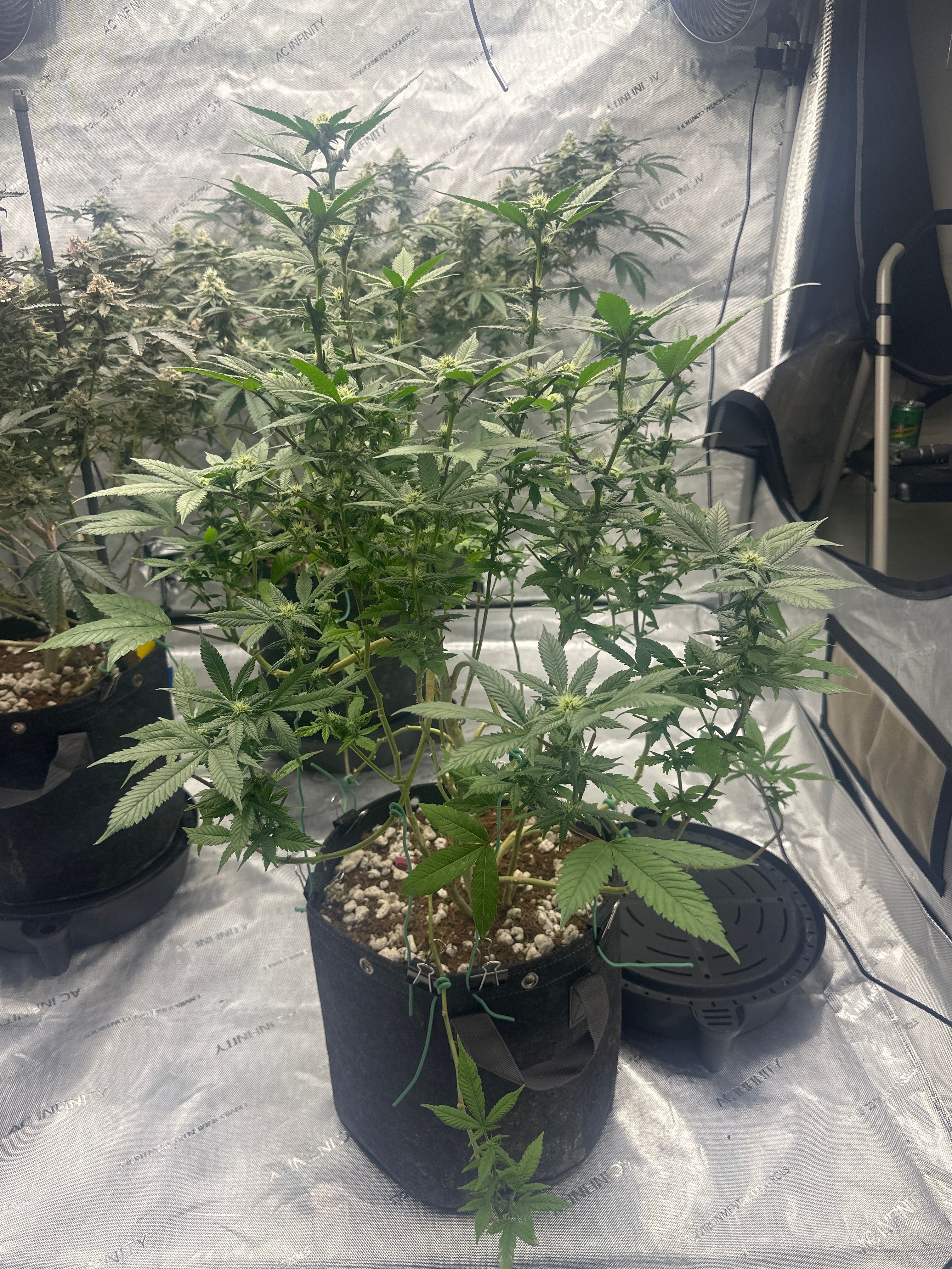 LW2 growlog photo 13