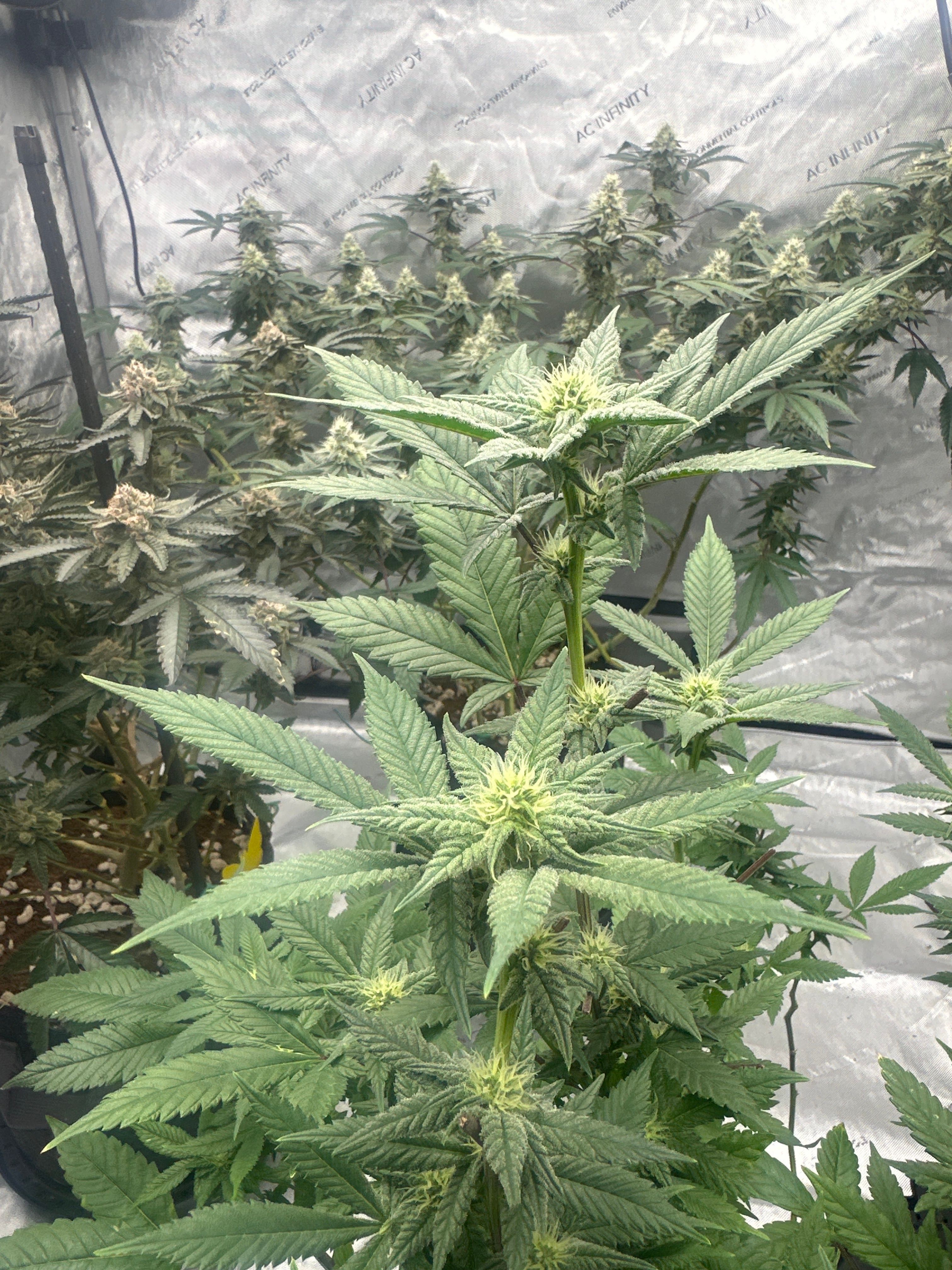 LW2 growlog photo 12