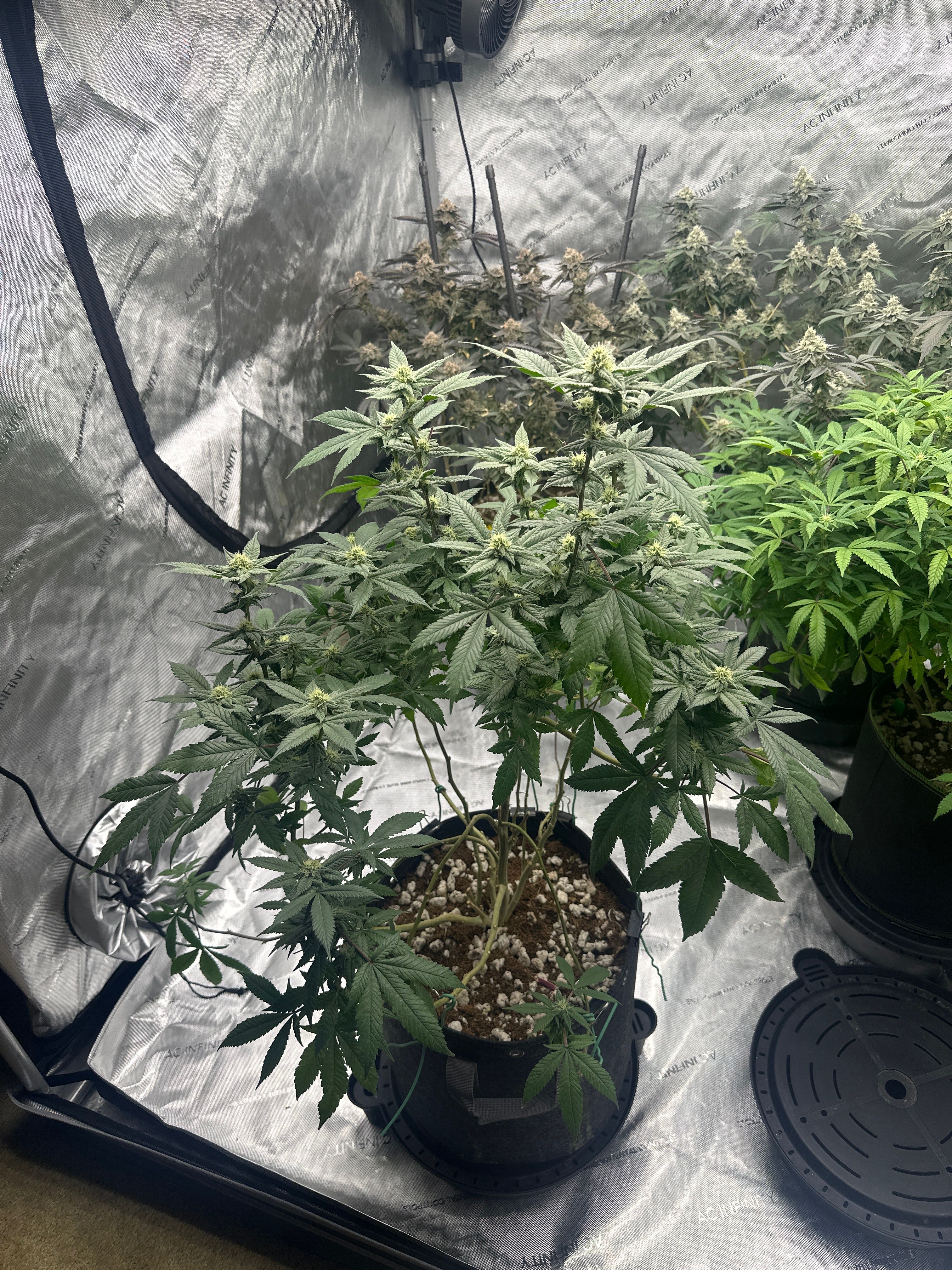 LW2 growlog photo 14