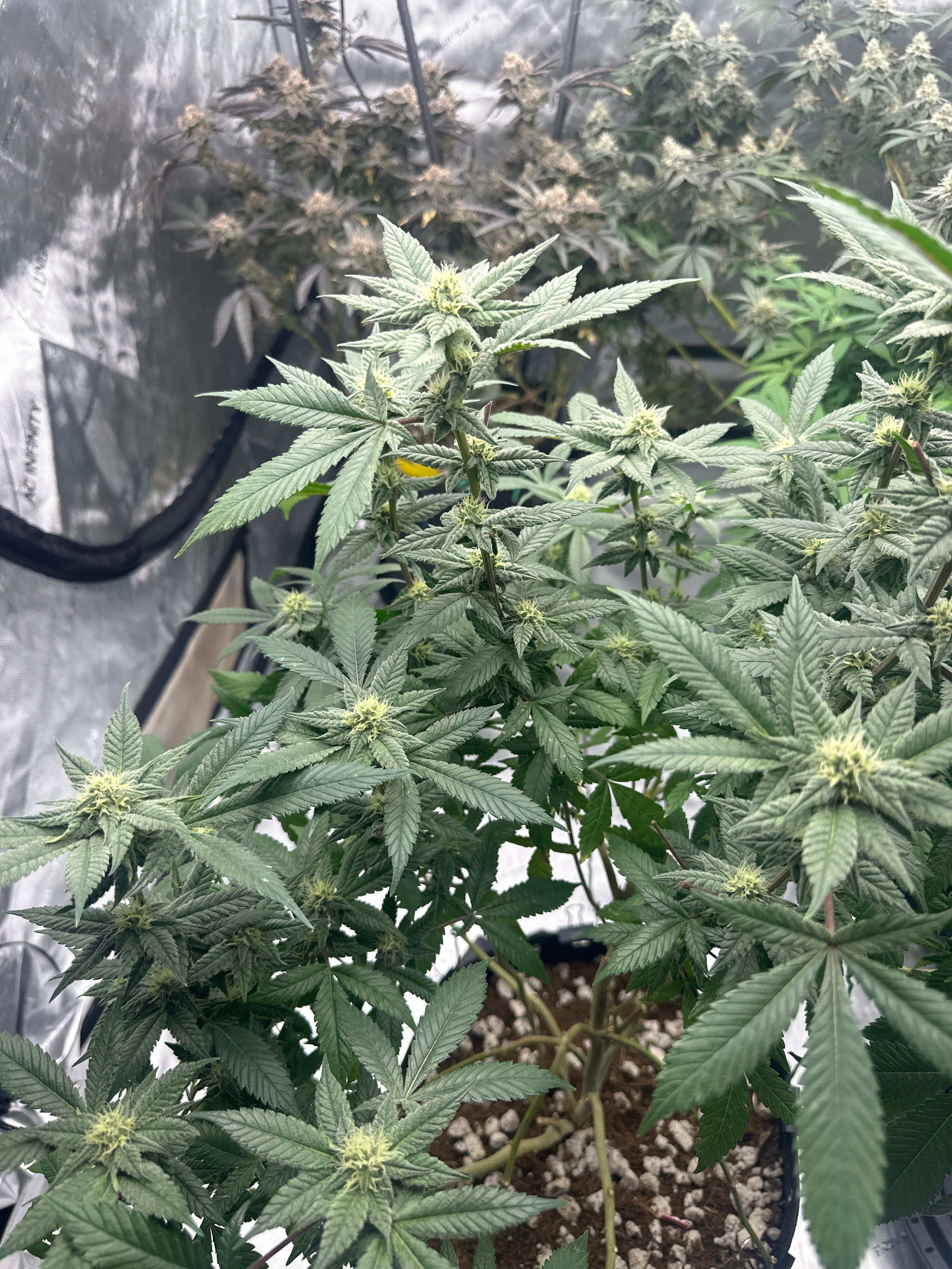 LW2 growlog photo 15