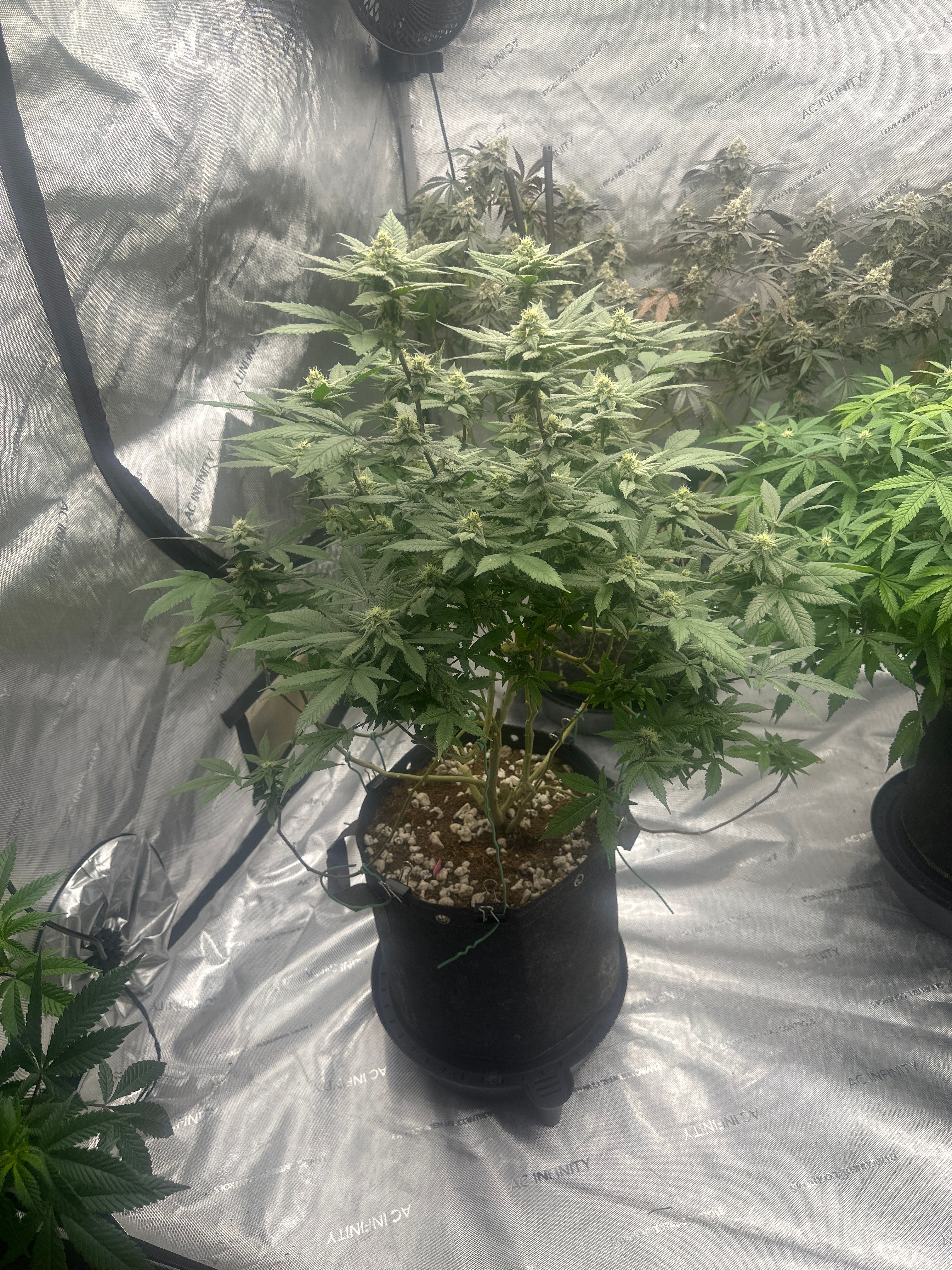 LW2 growlog photo 17