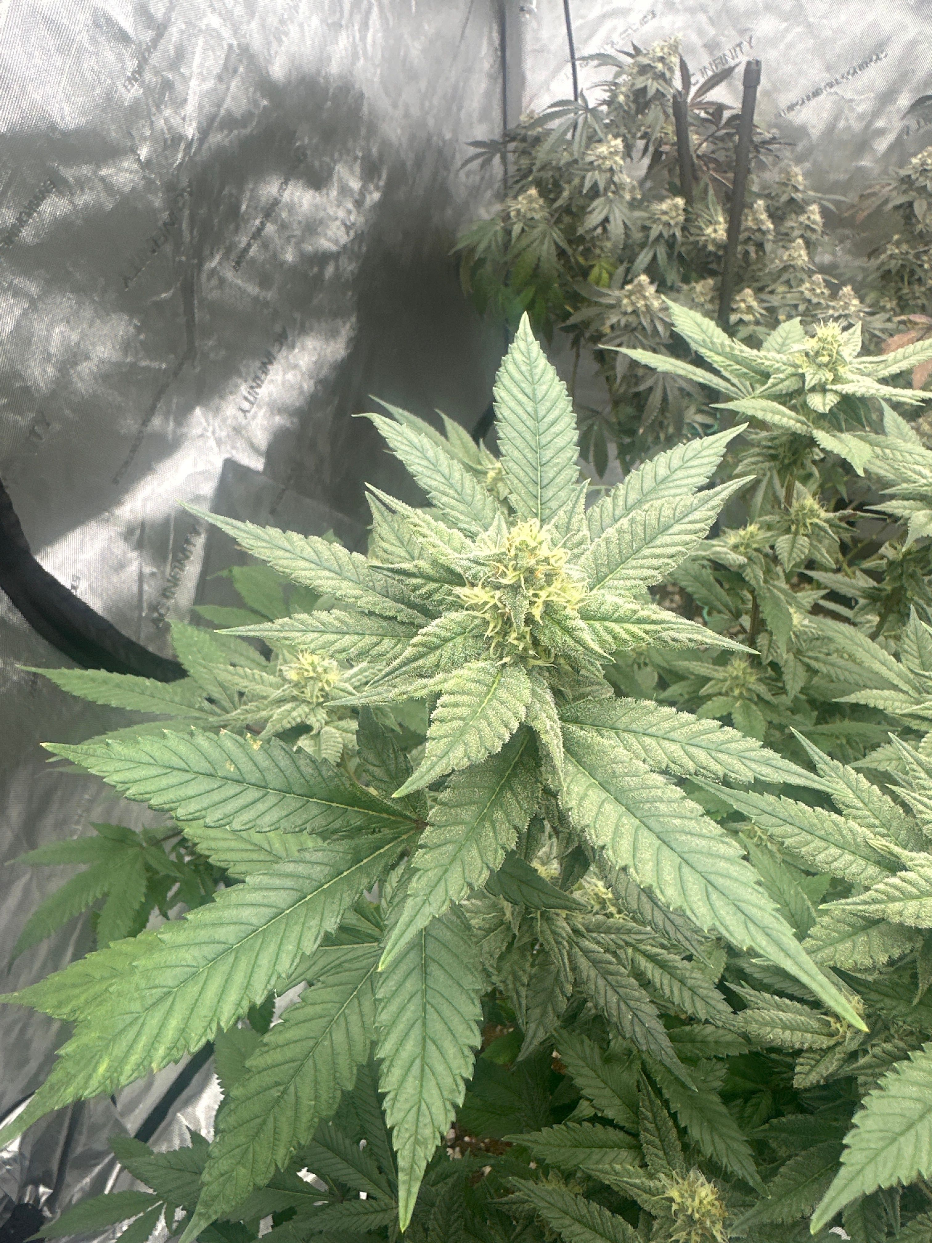 LW2 growlog photo 16