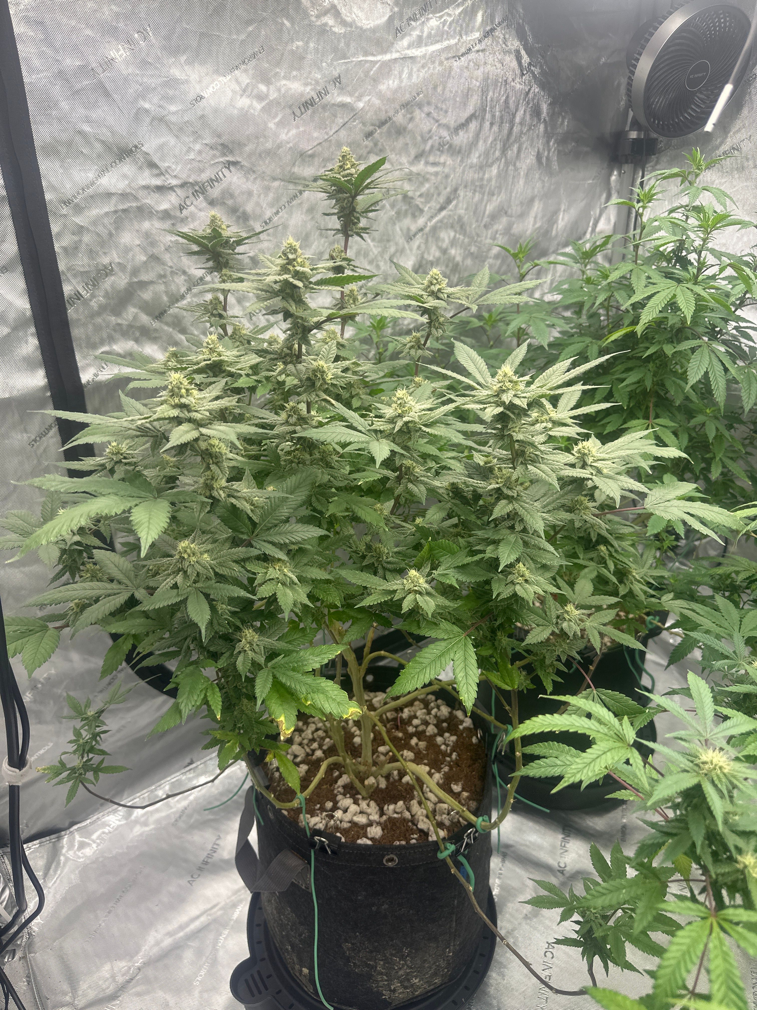 LW2 growlog photo 19