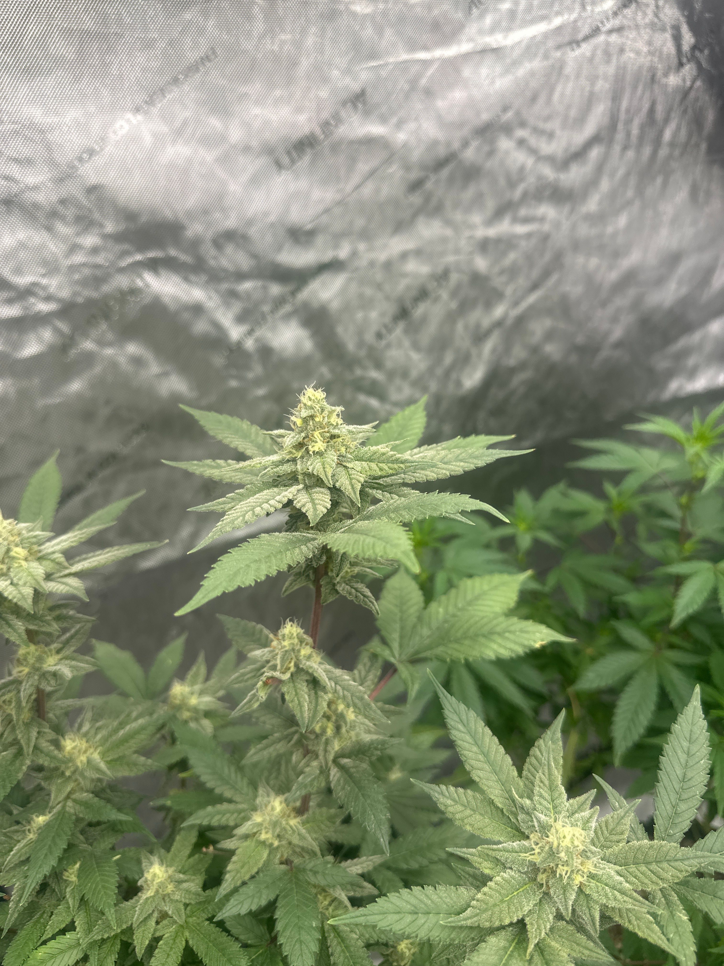 LW2 growlog photo 18