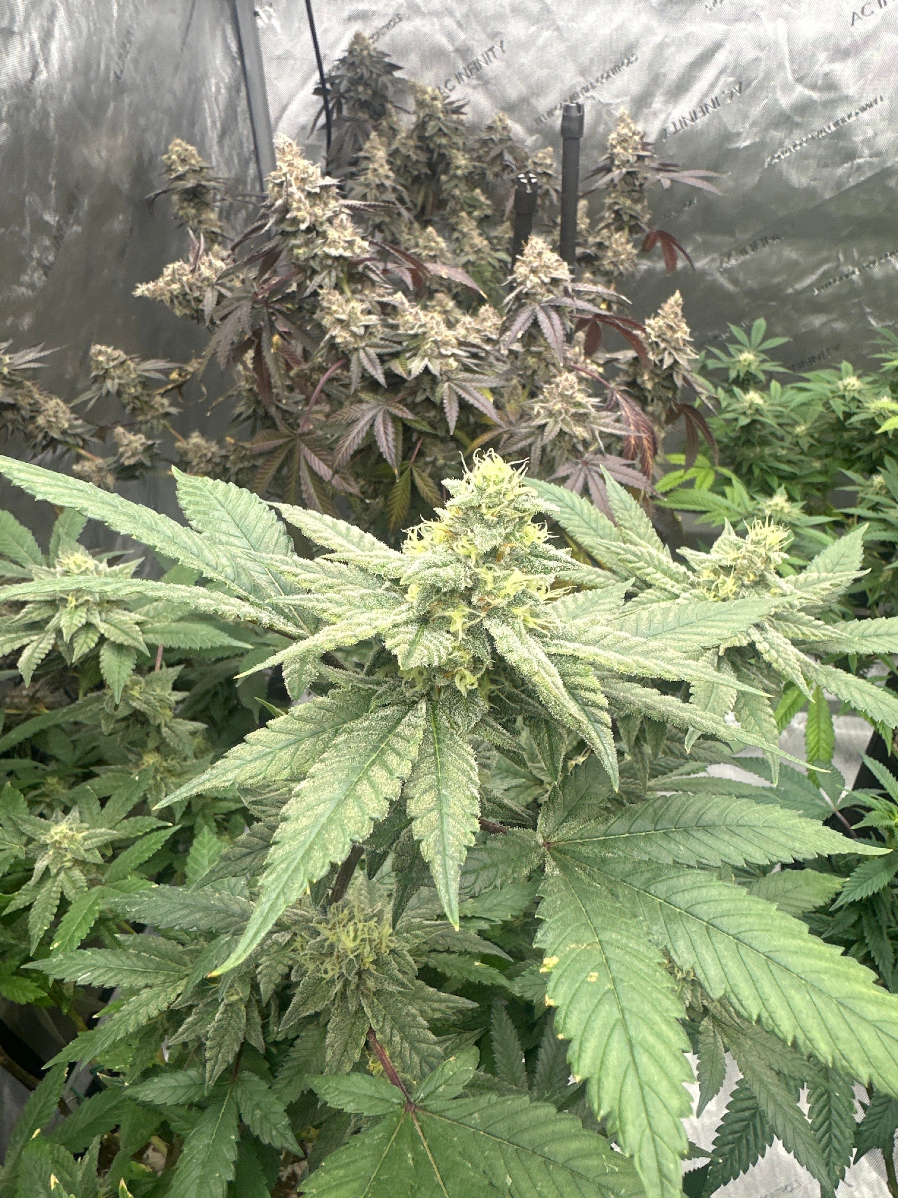 LW2 growlog photo 20