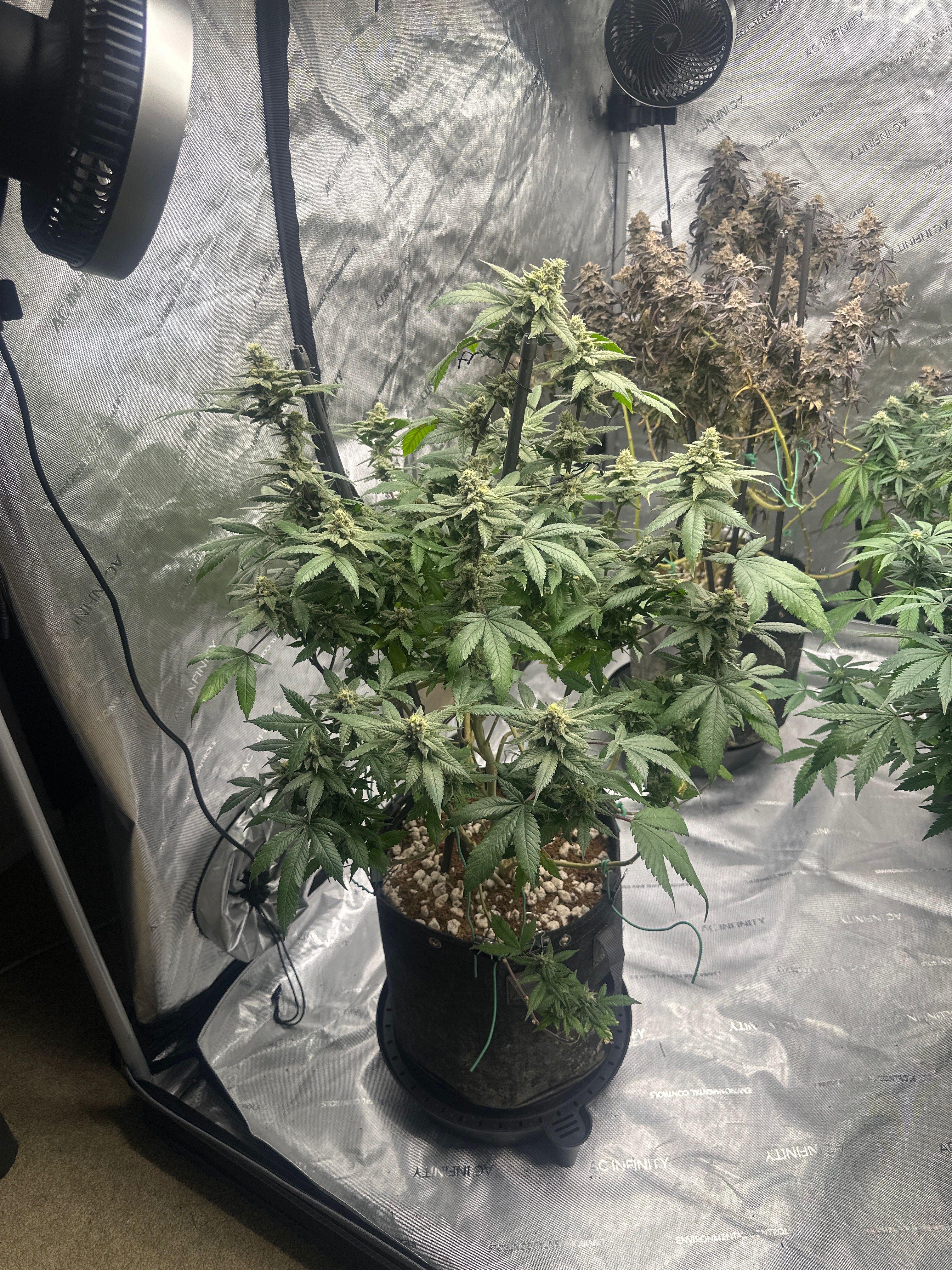 LW2 growlog photo 23