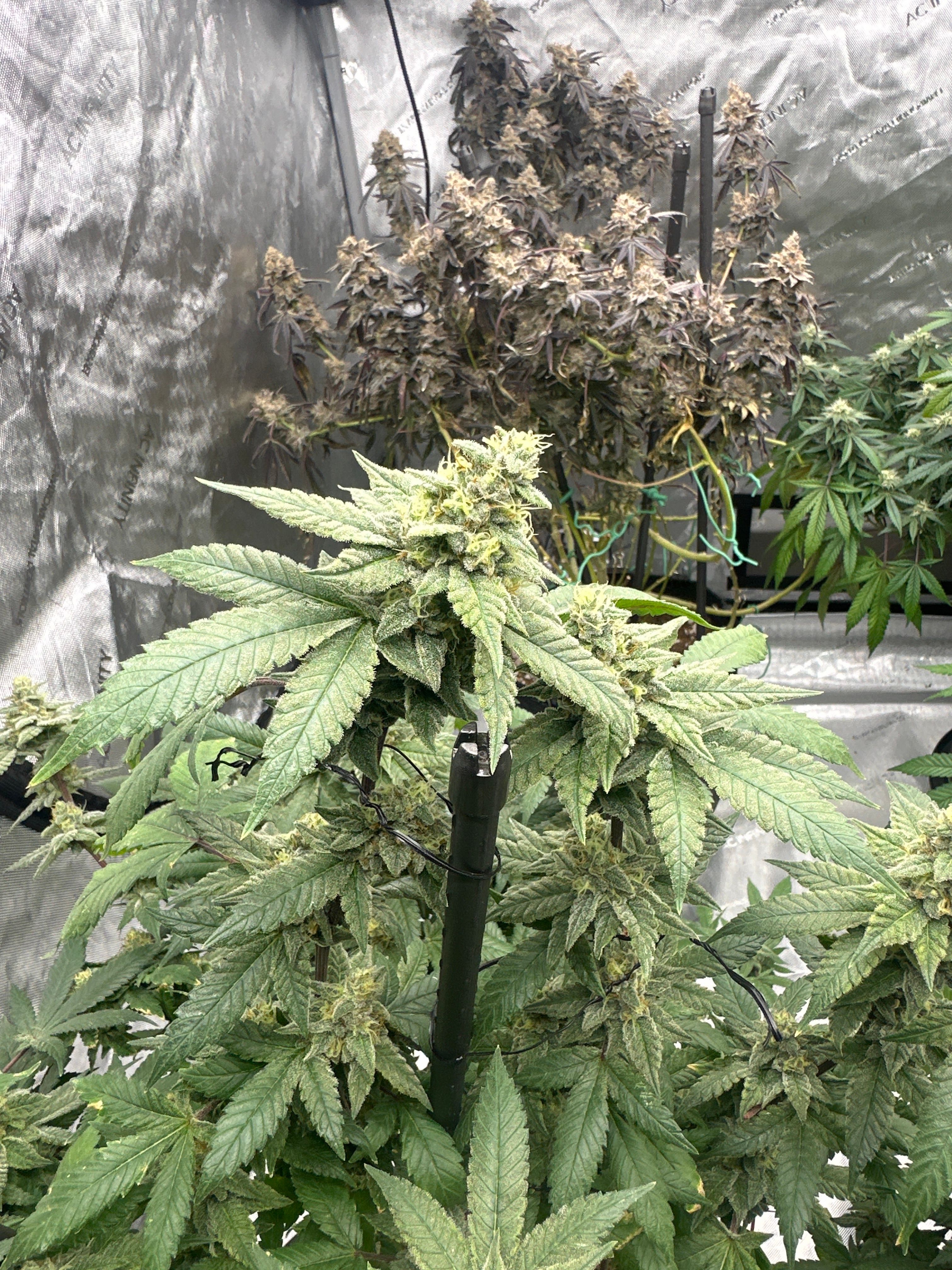 LW2 growlog photo 22