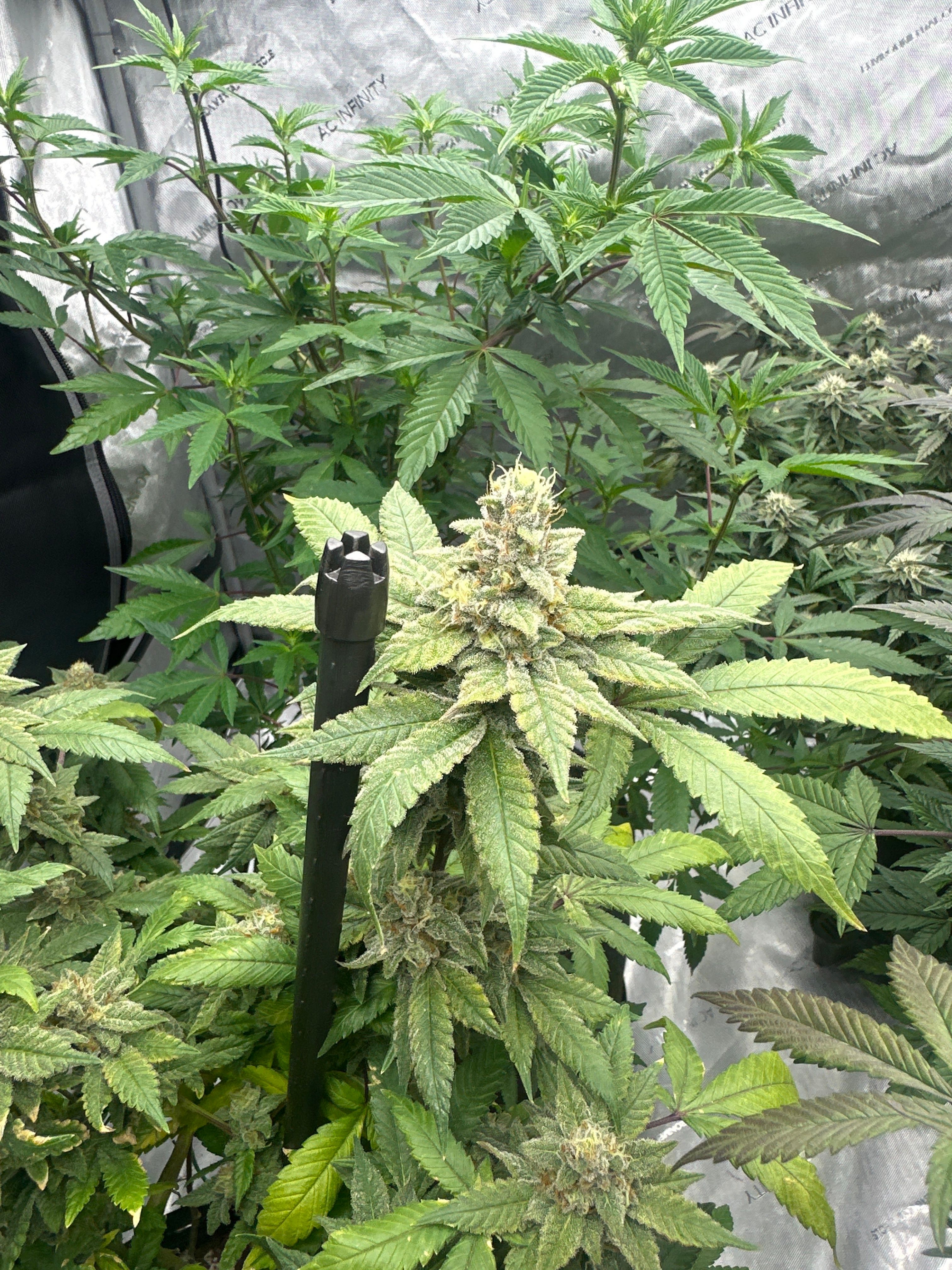 LW2 growlog photo 24