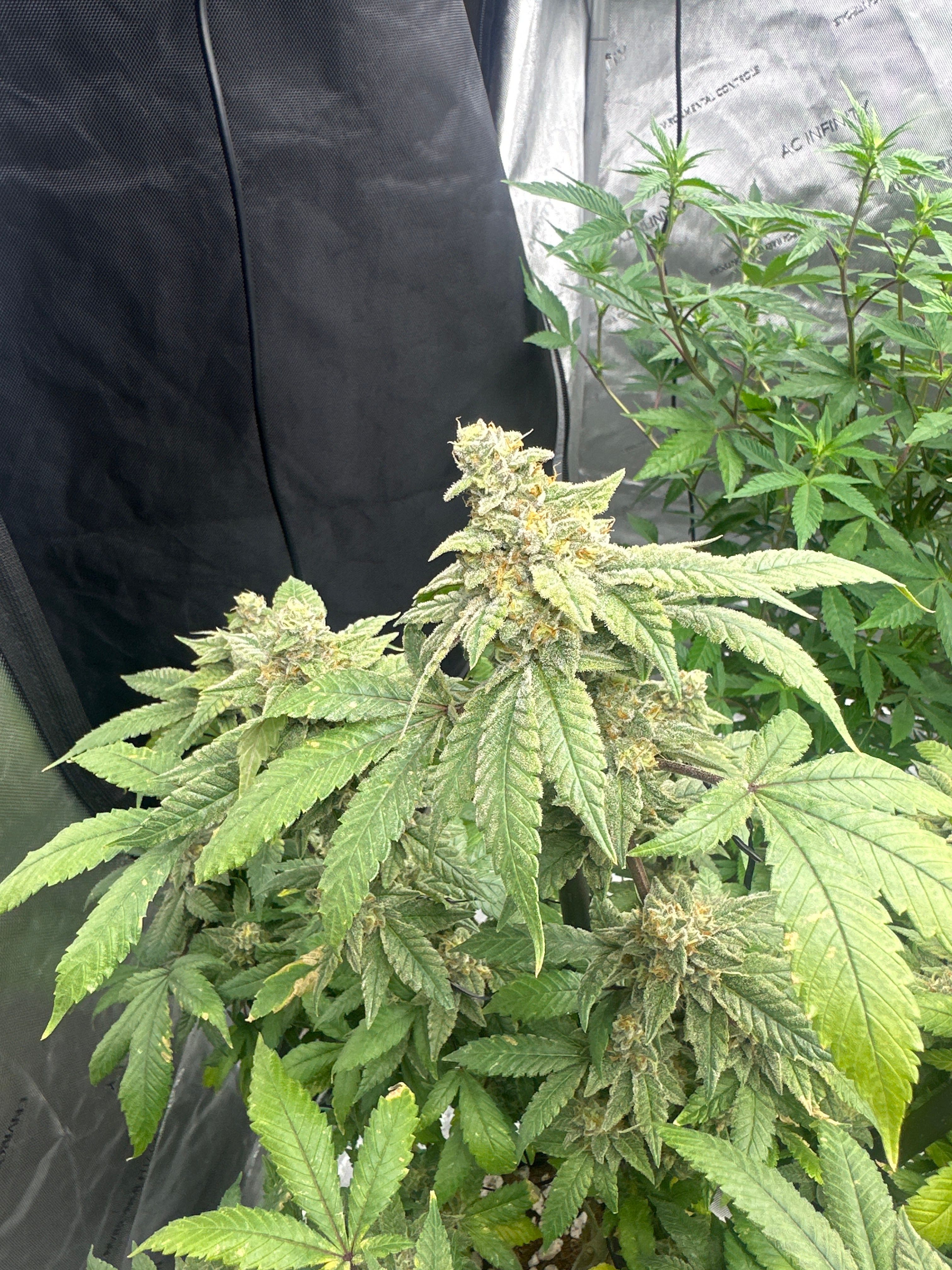 LW2 growlog photo 25