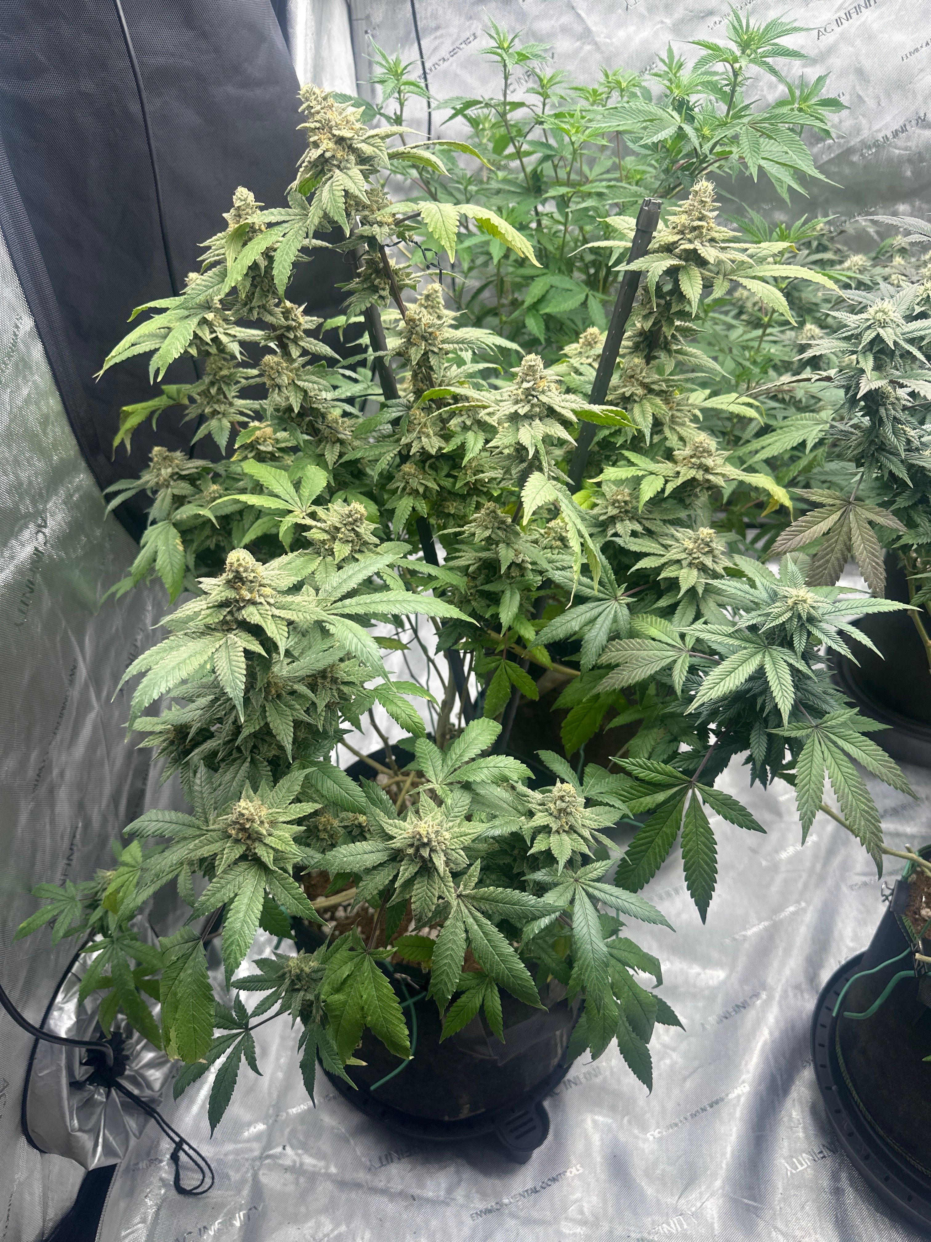 LW2 growlog photo 26