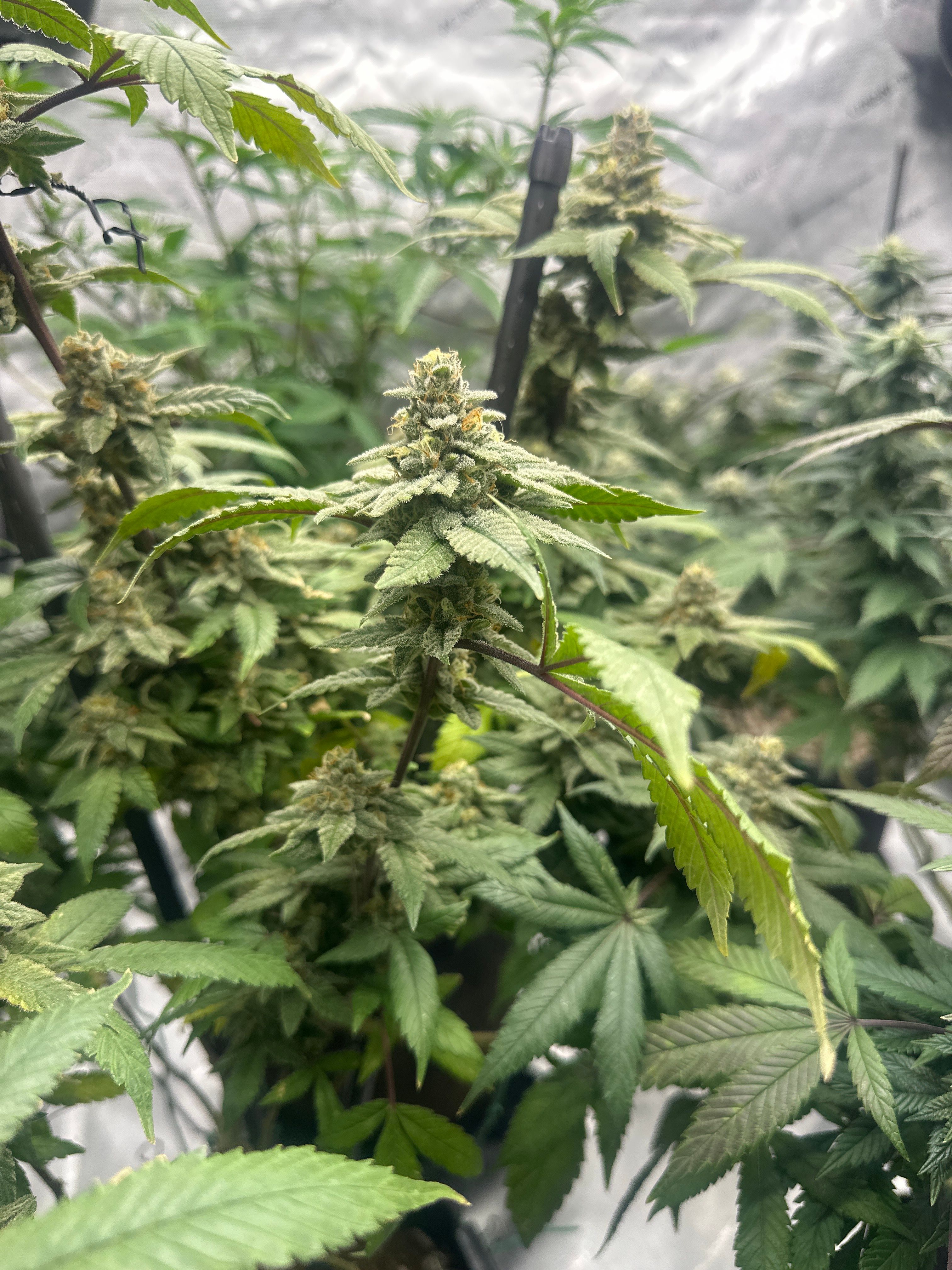 LW2 growlog photo 27