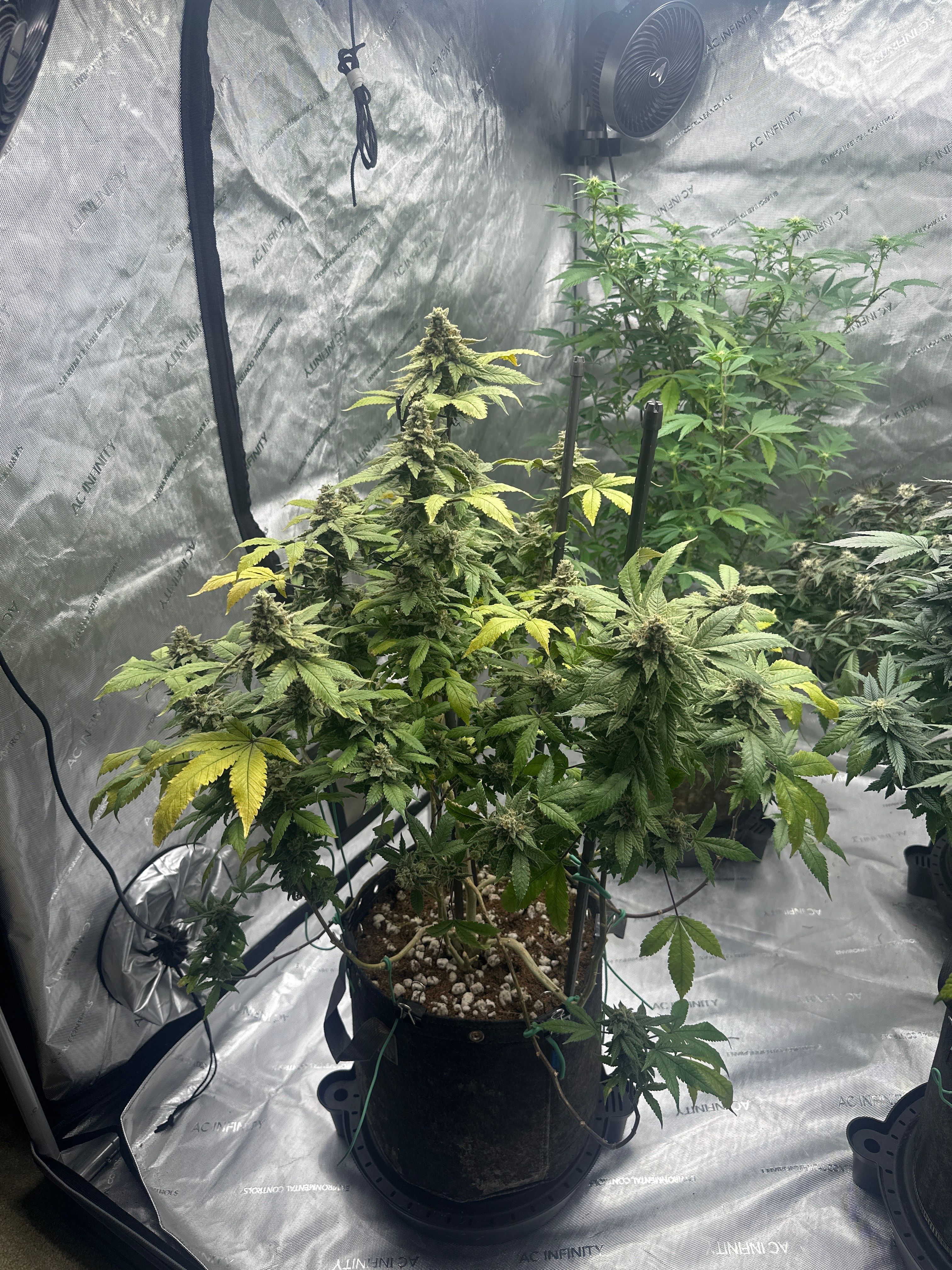 LW2 growlog photo 29