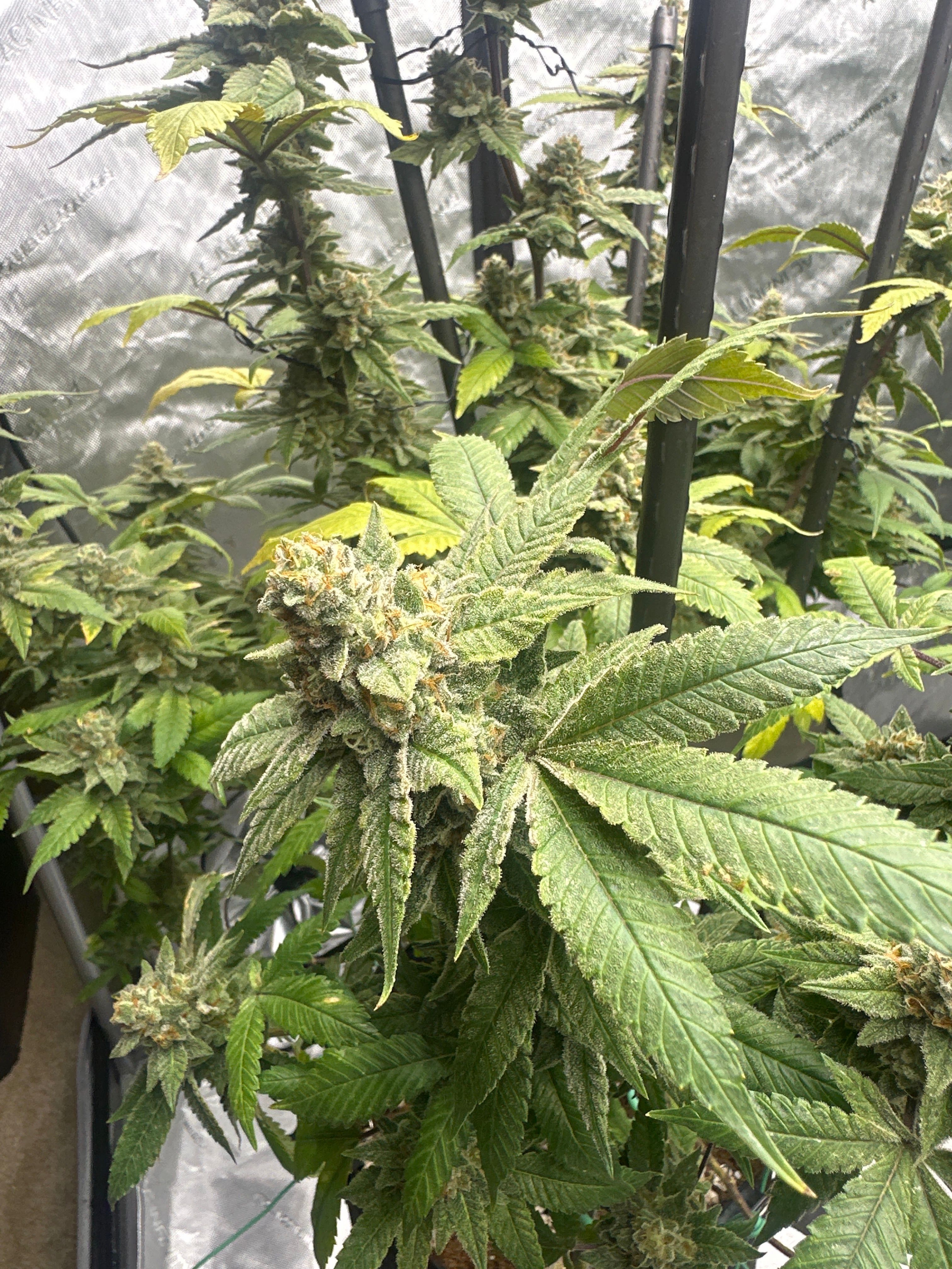 LW2 growlog photo 28