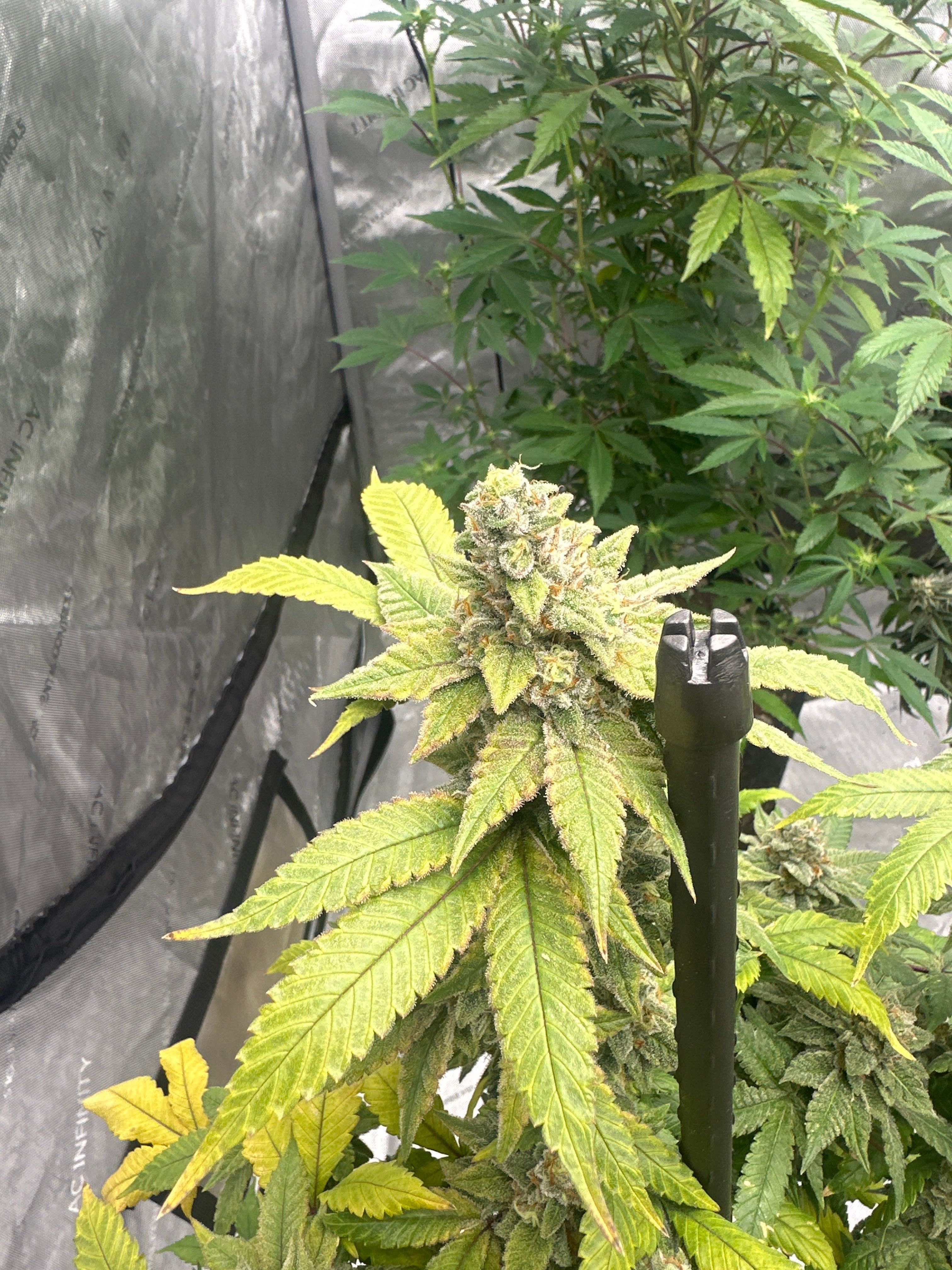 LW2 growlog photo 30