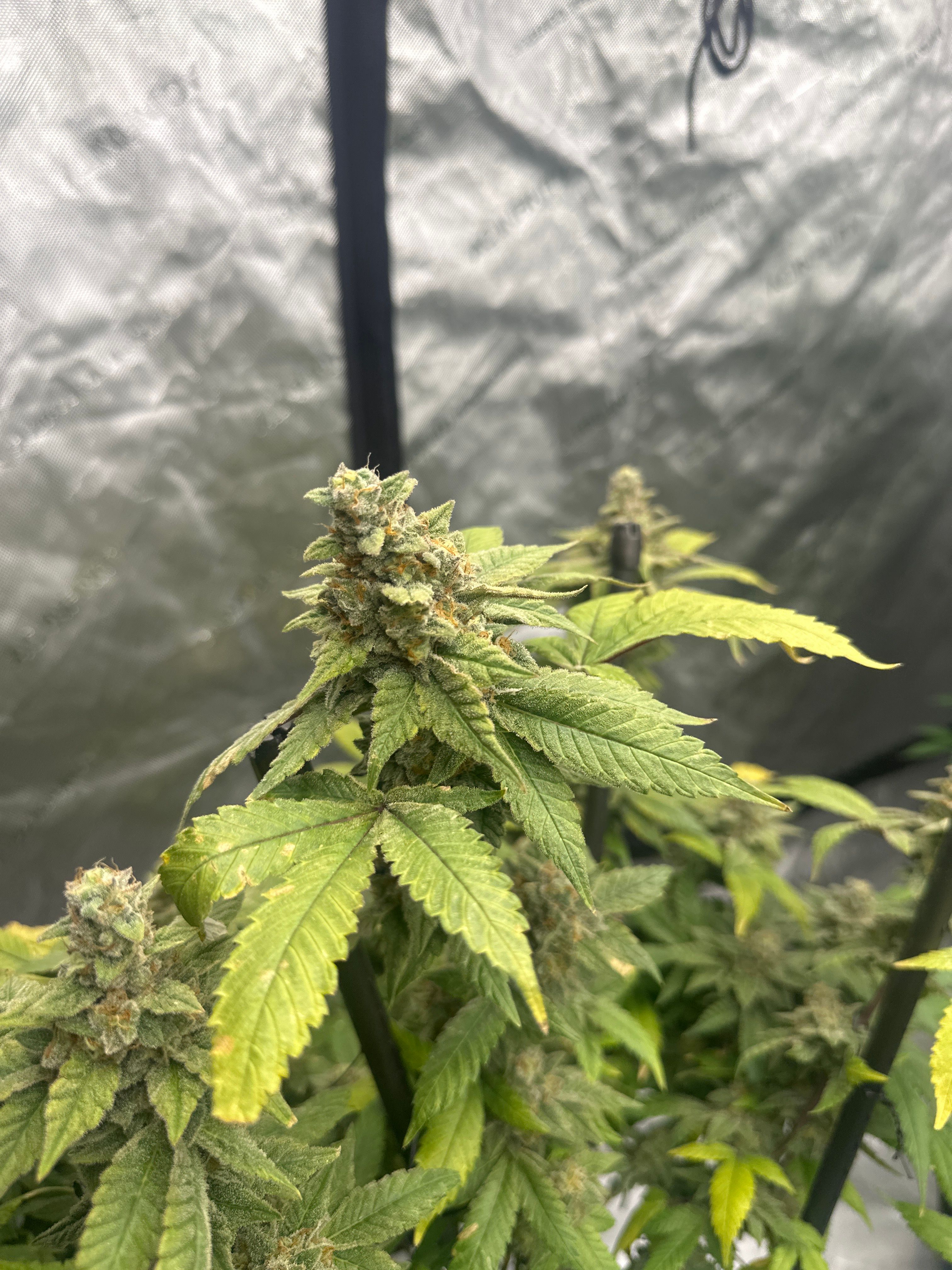 LW2 growlog photo 31