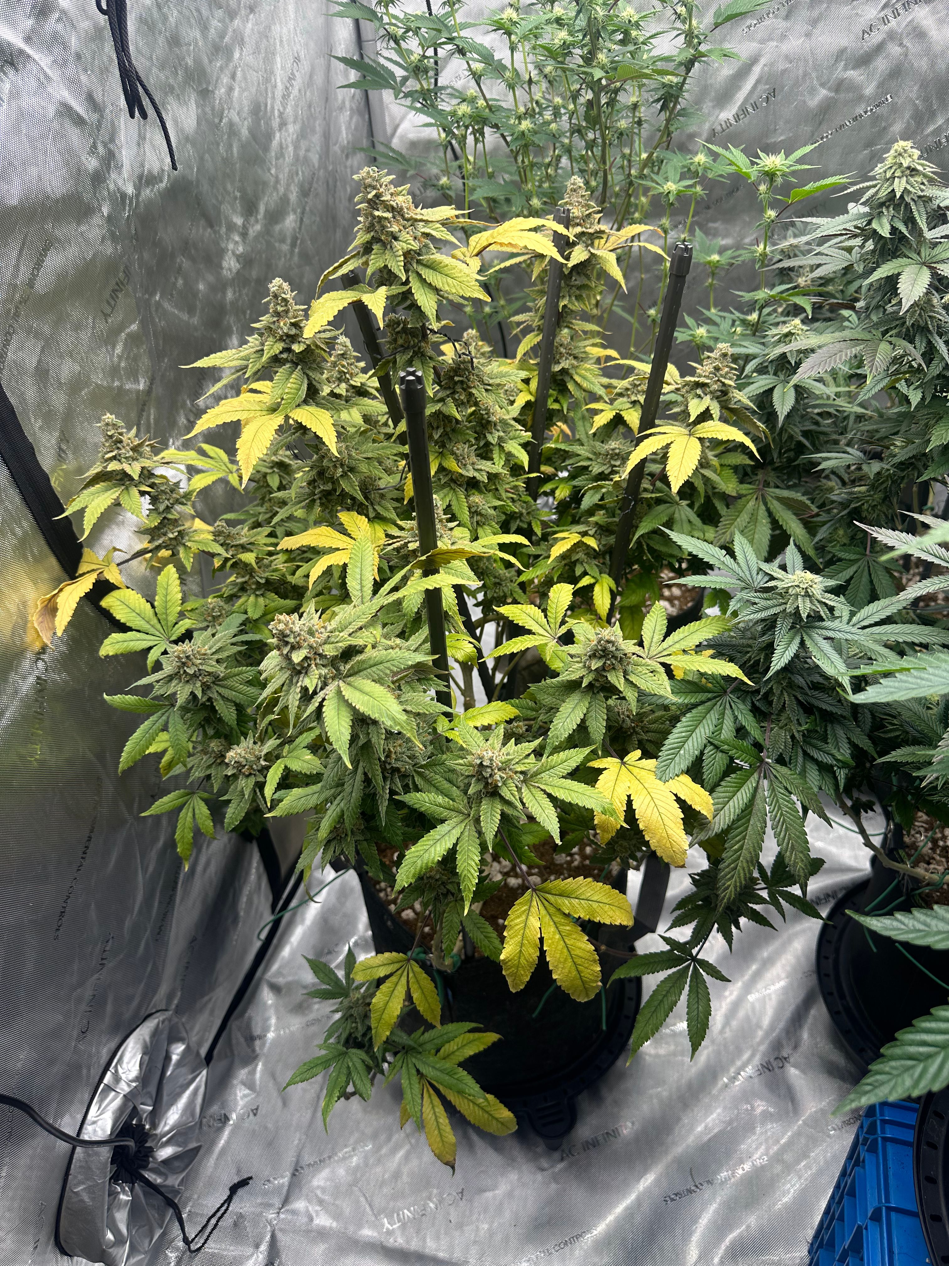 LW2 growlog photo 32