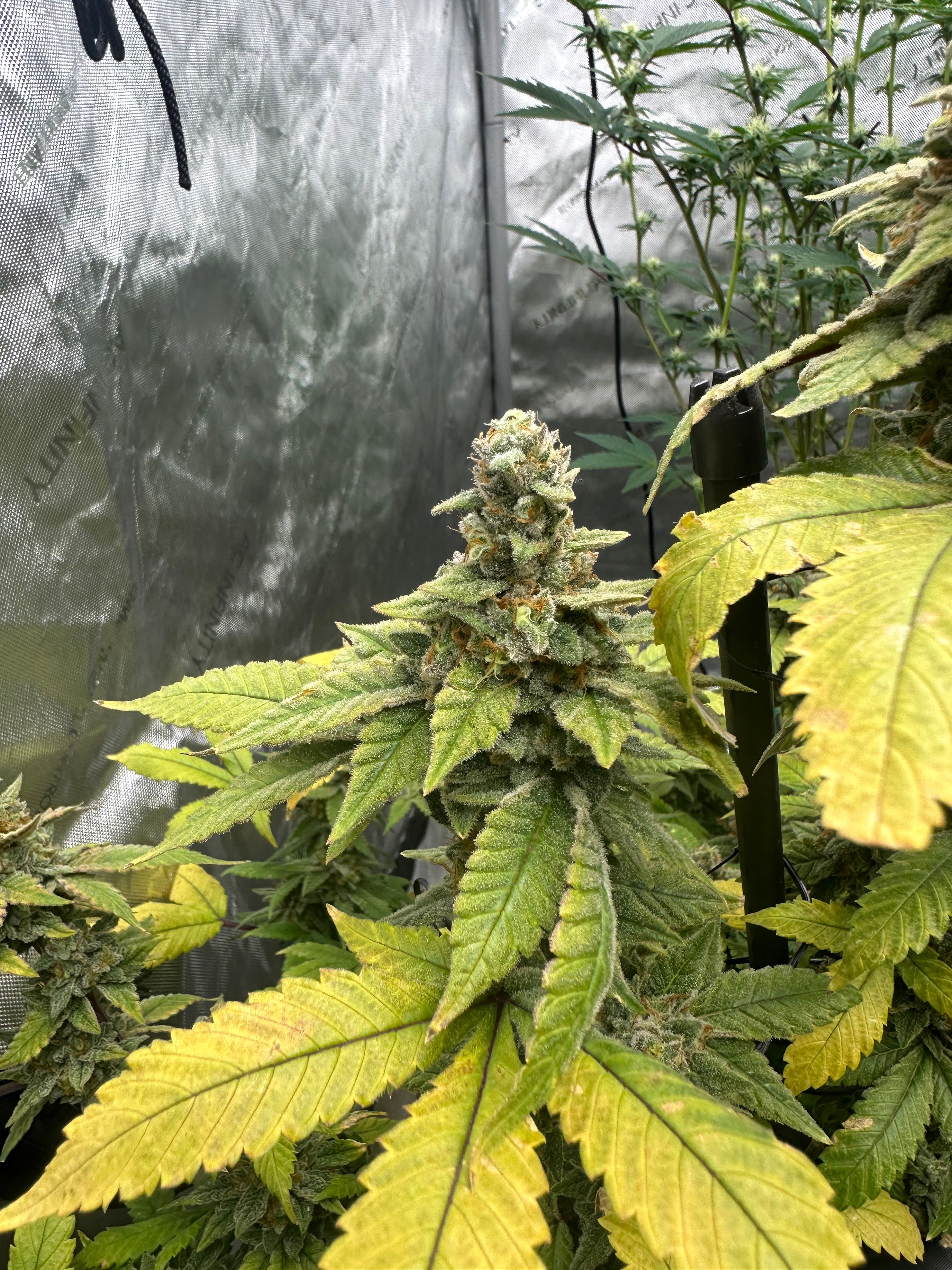 LW2 growlog photo 33