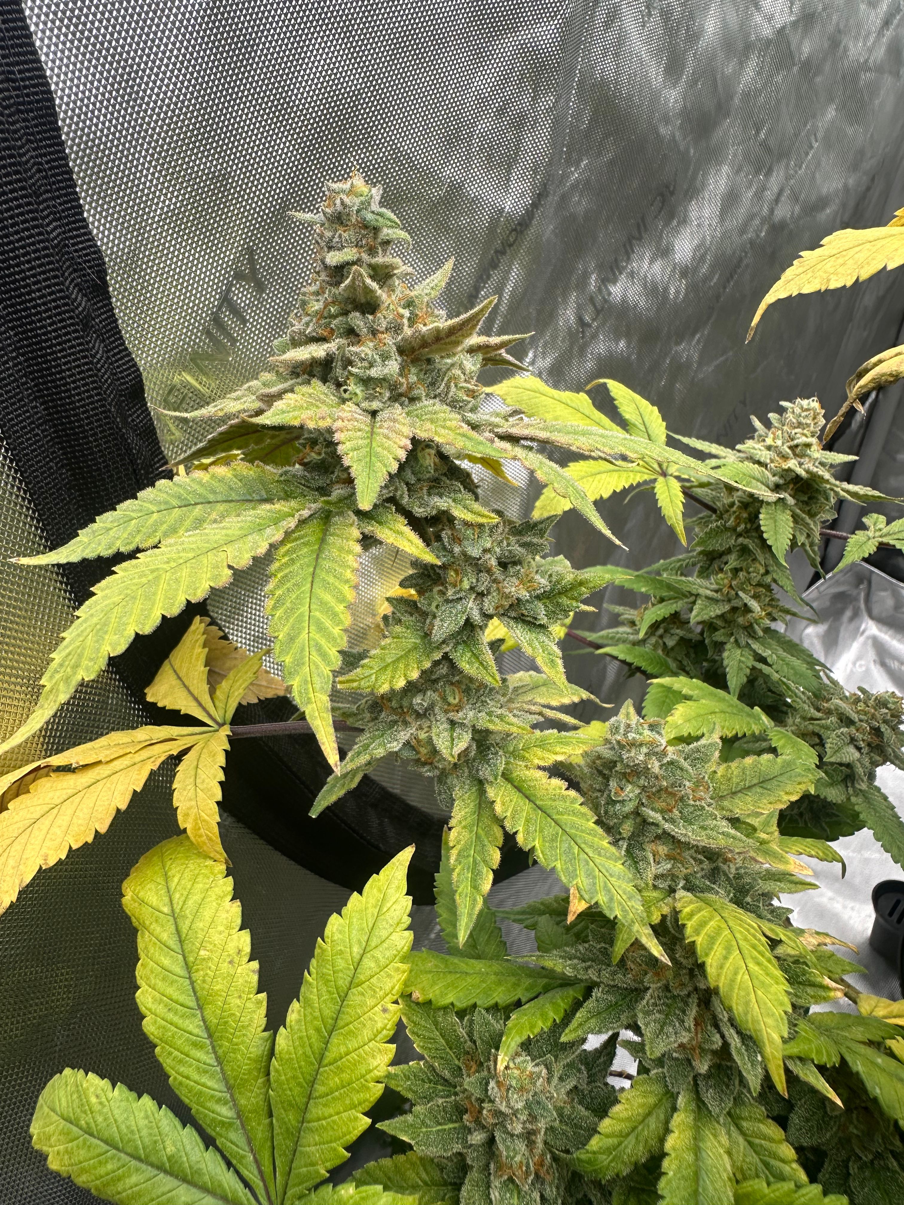 LW2 growlog photo 34