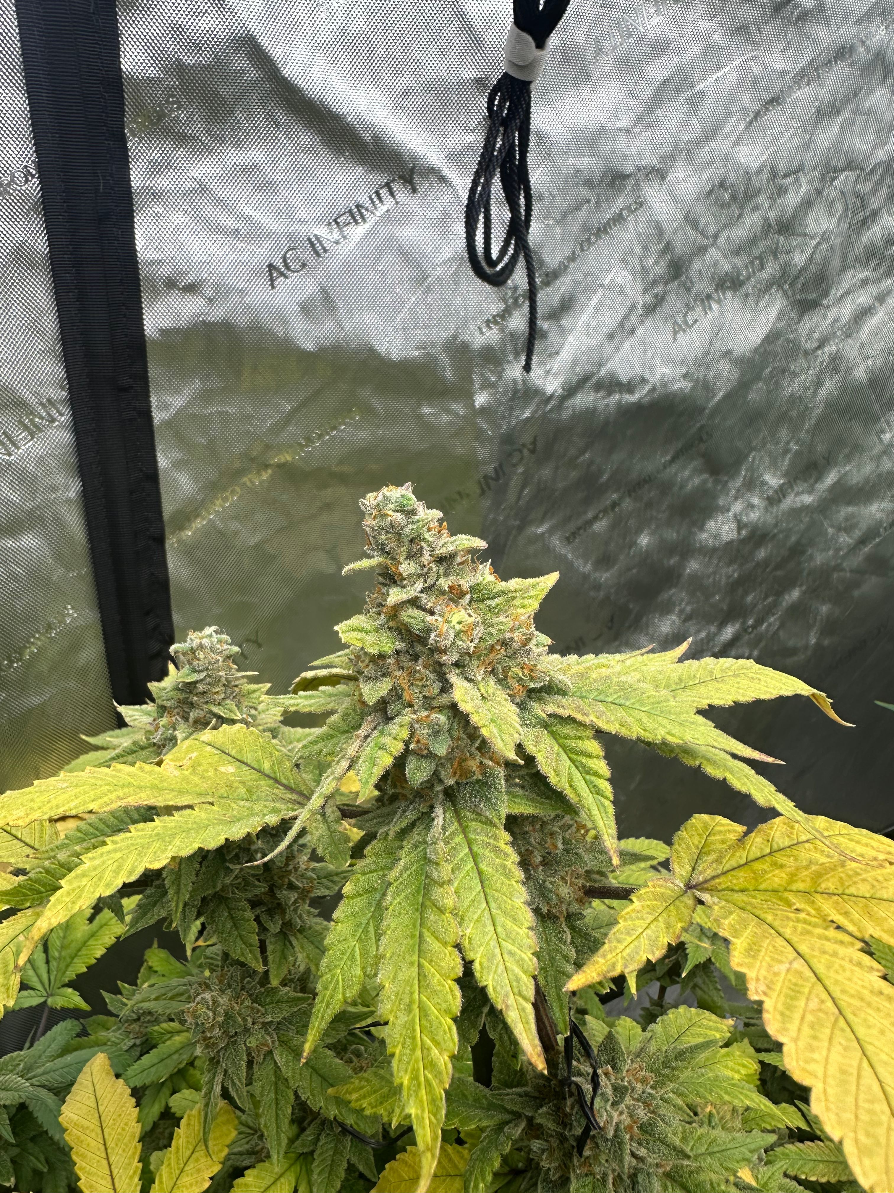 LW2 growlog photo 35