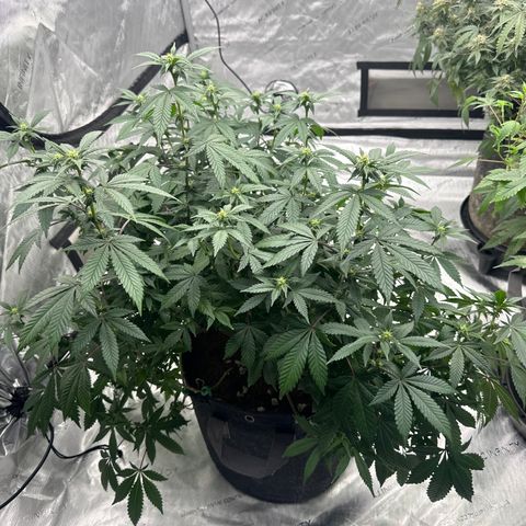 HR growlog timeline photo