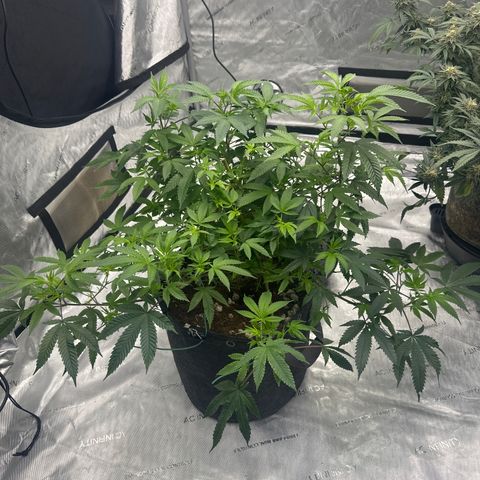 JD growlog timeline photo